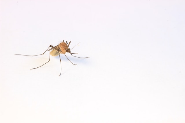 Get Rid Of Gnats In Your Home With These Ultimate Ideas